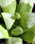 Haworthia 'Byakuya' (estrella de medianoche)