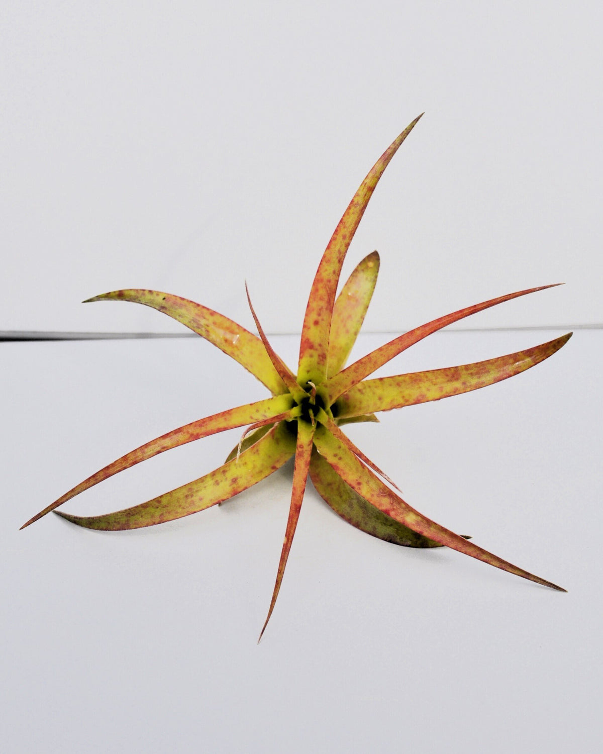 Tillandsia brachycaulos var. brachycaulos [médio]