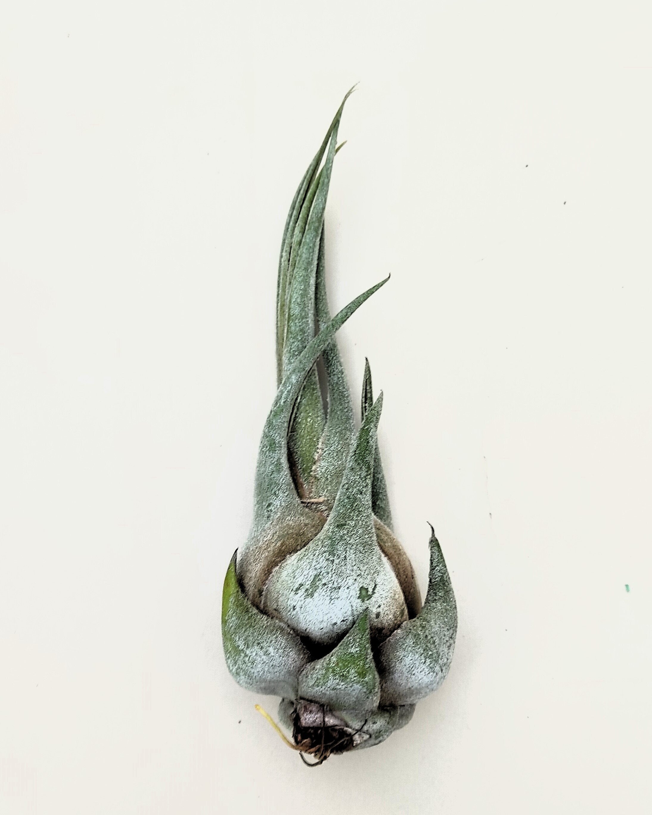 Tillandsia seleriana [pequeno]