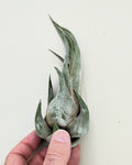 Tillandsia seleriana [medium]