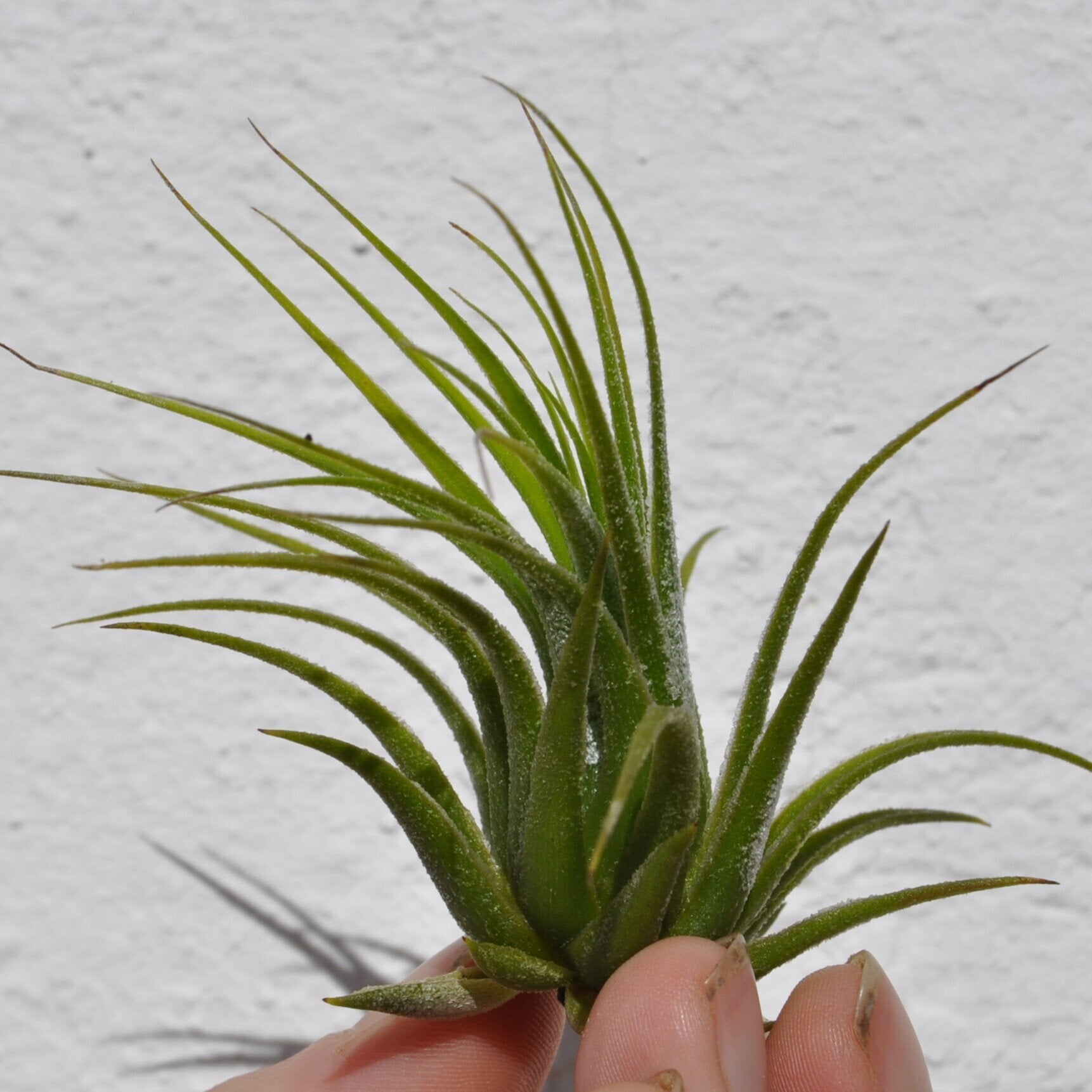Tillandsia scaposa