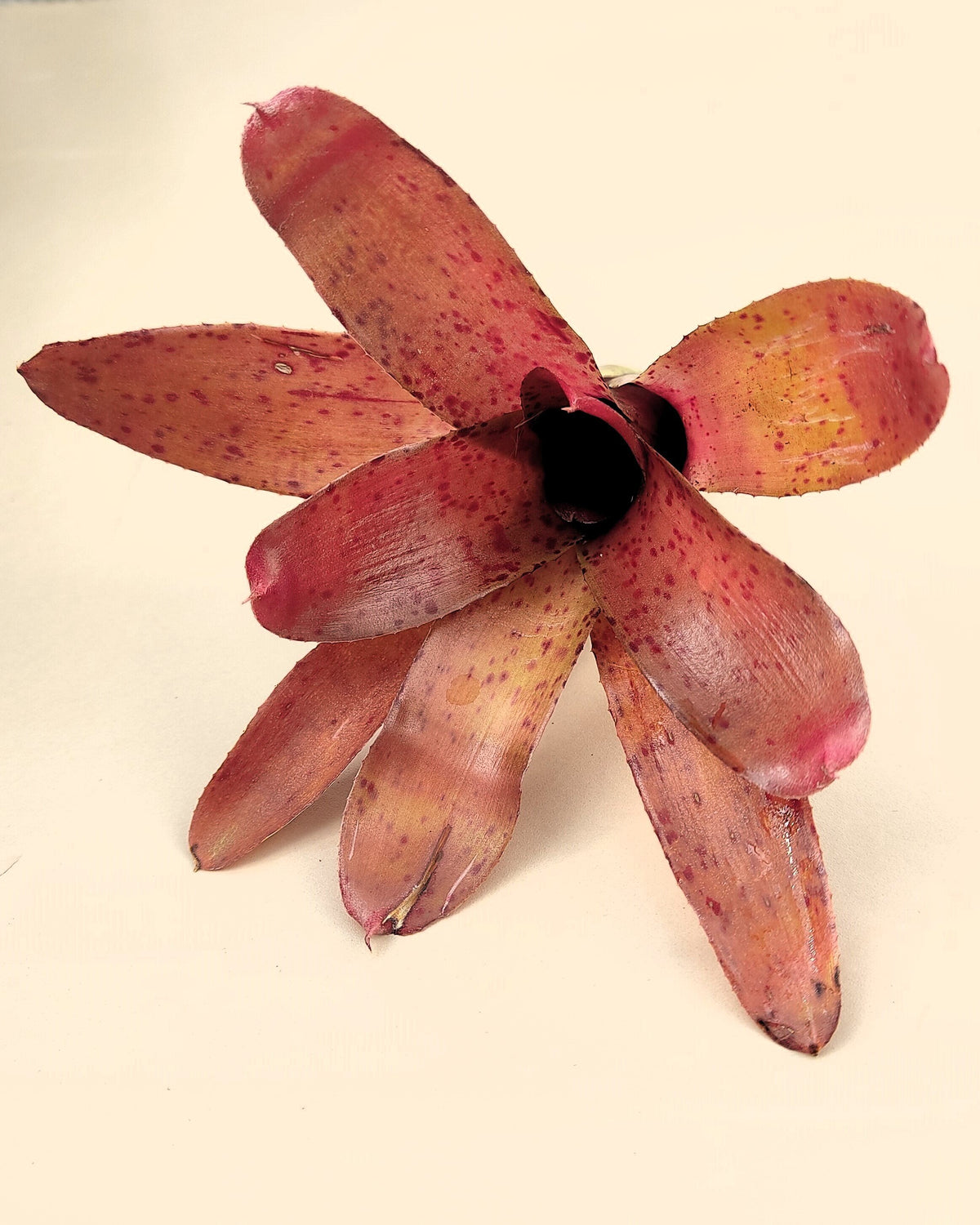 Neoregelia 'Iride'