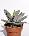 Crassula 'Garnet Lotus'