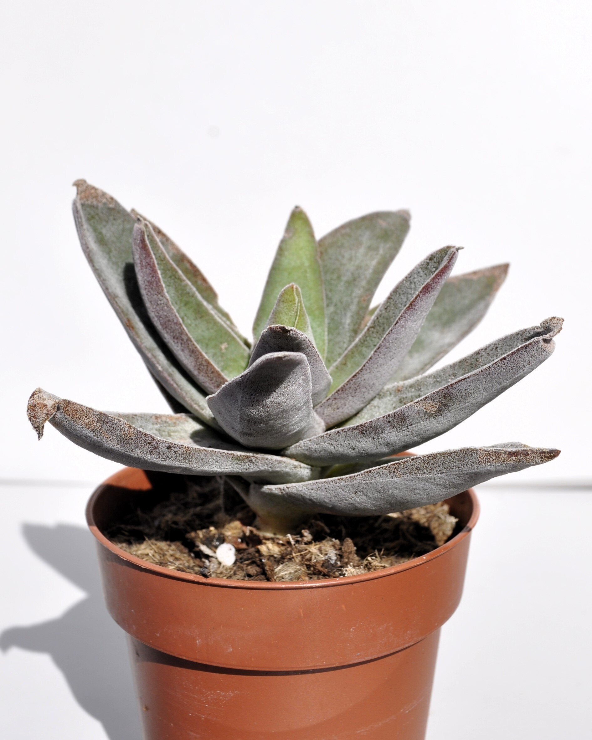 Crassula 'Garnet Lotus'