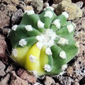 Echinopsis subdenudata Variegata M8,5