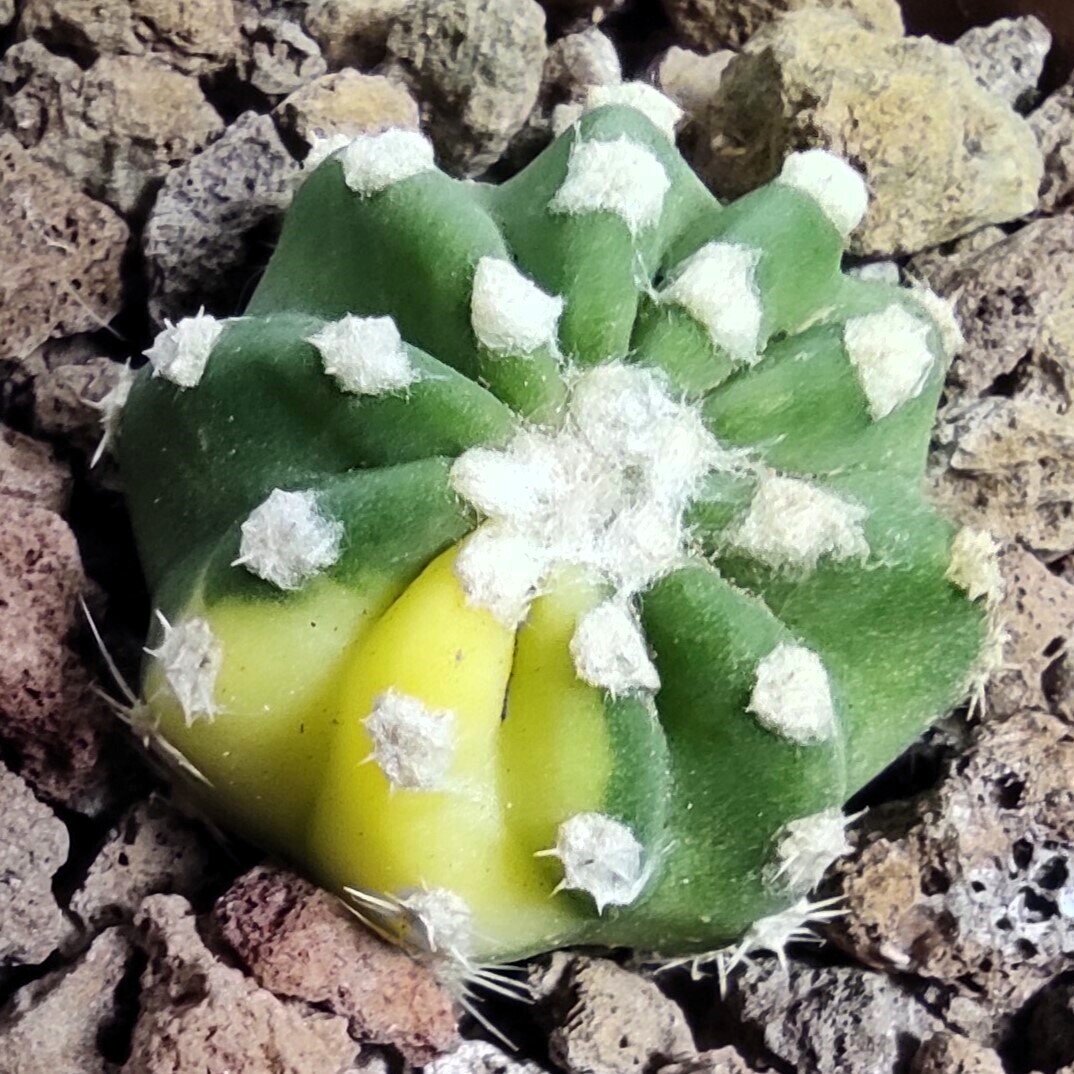 Echinopsis subdenudata Variegata M8,5