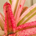Neoregelia 'Iphigenie'