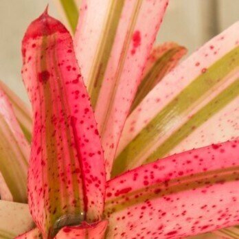 Neoregelia 'Iphigenie'