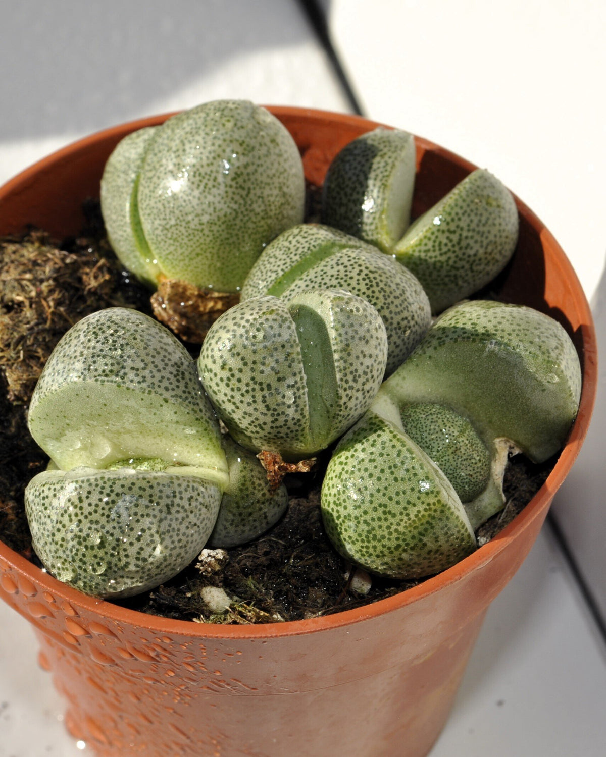 Pleiospilos nelii
