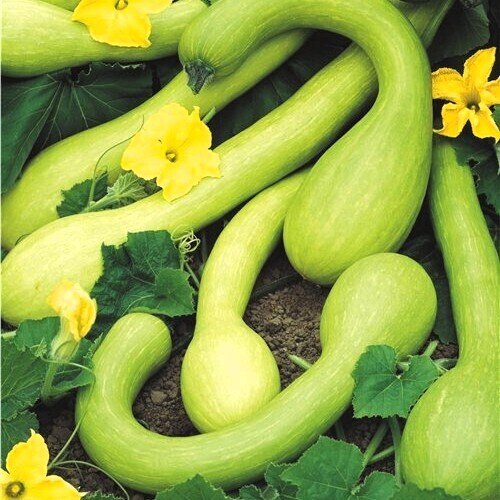 Cucurbita moschata 'Tromboncino d'Albenga' (calabacín-calabaza) - Semillas