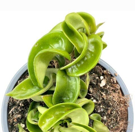 Hoya compacta