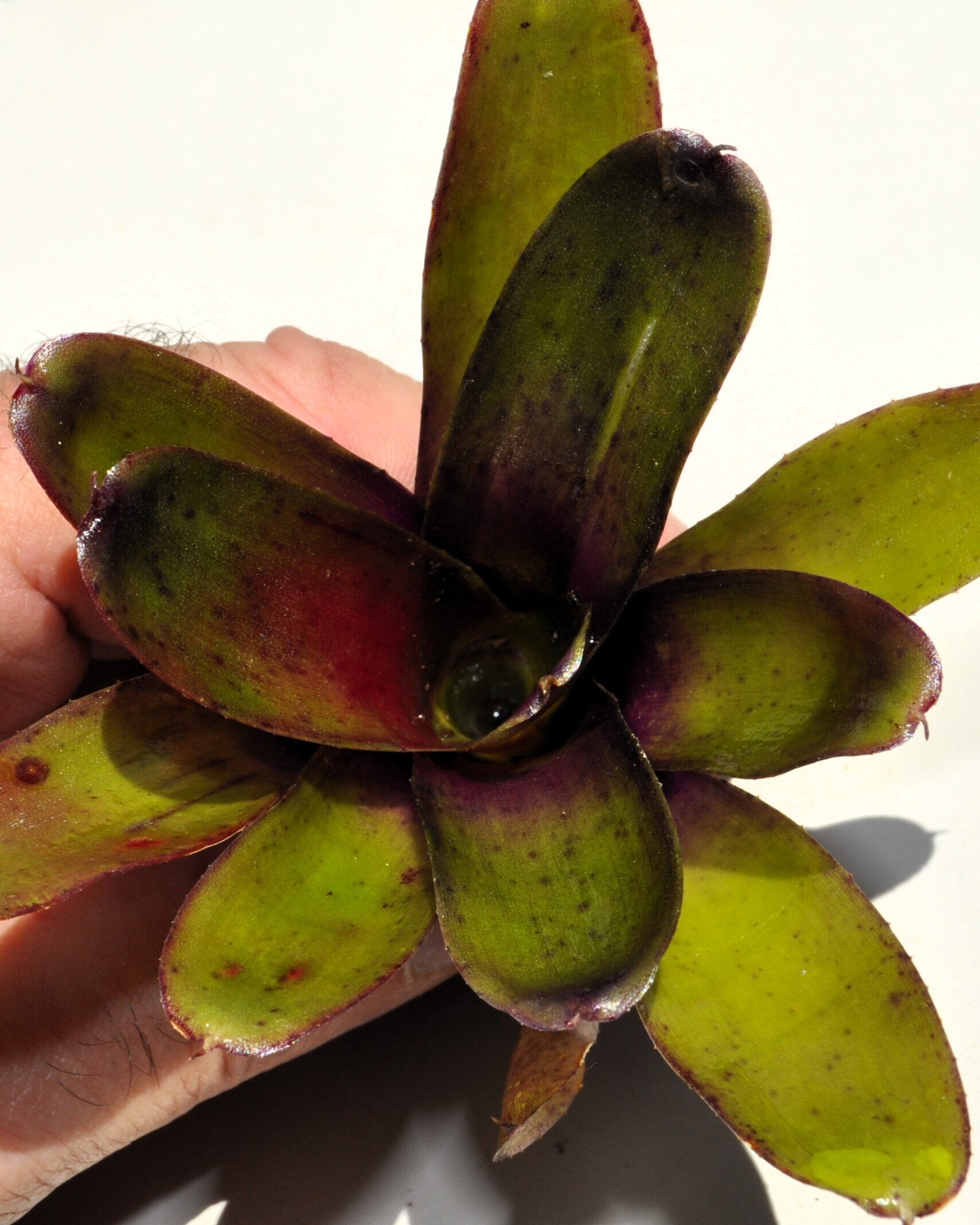 Neoregelia 'Mephisto'