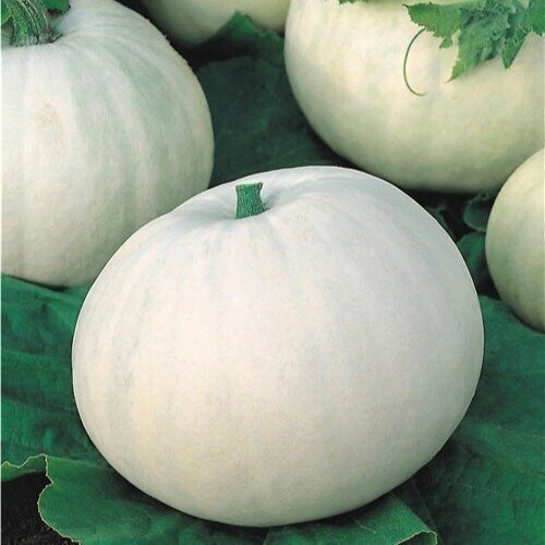 Cucurbita maxima 'Lumina' (calabaza Lumina) - Semillas