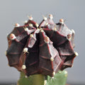 Gymnocalycium mihanovichii enxertado - lilás
