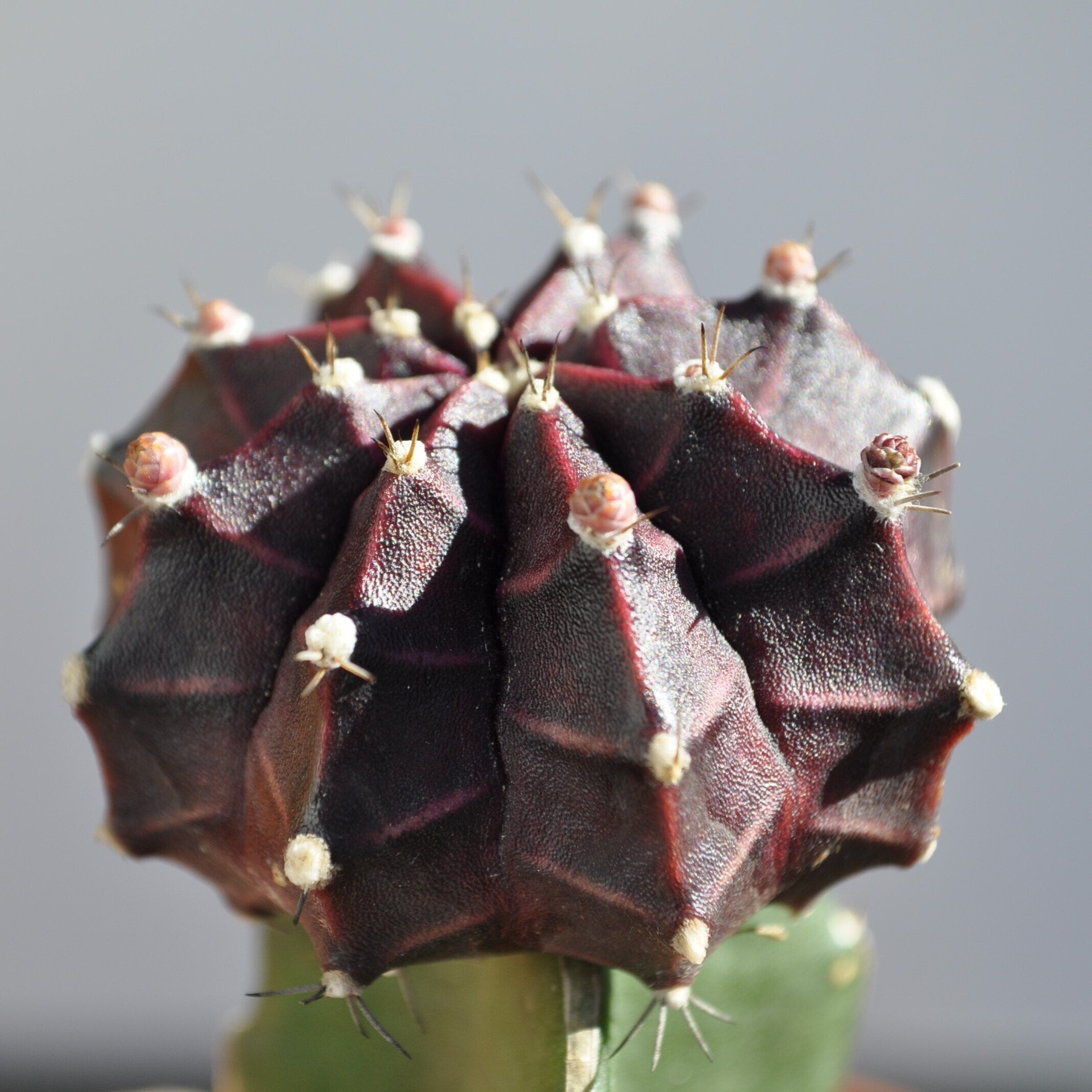 Gymnocalycium mihanovichii enxertado - lilás