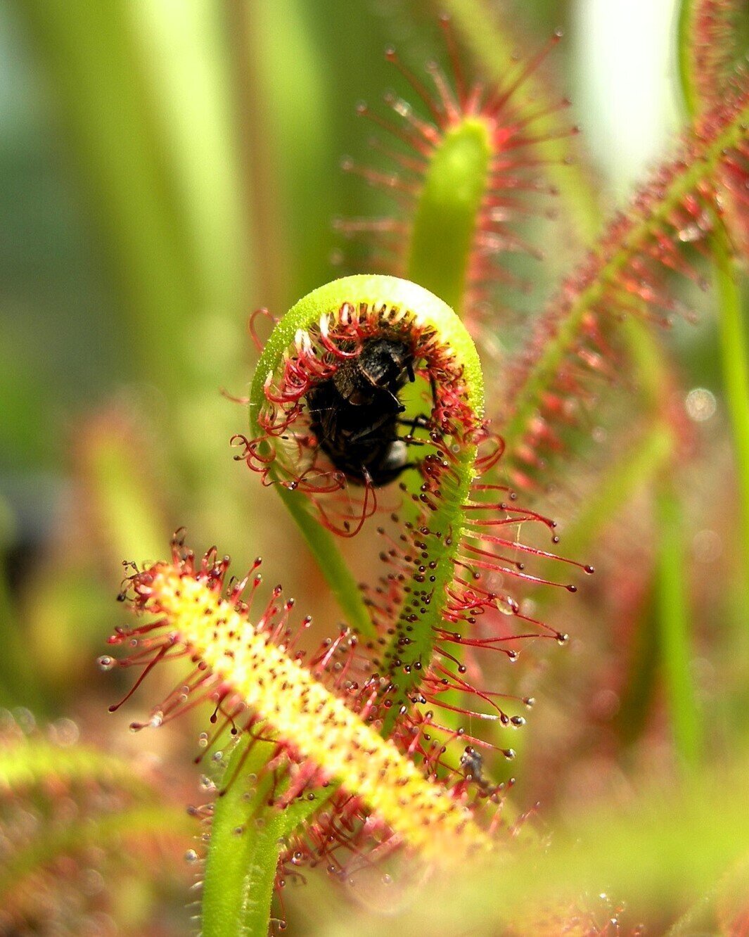 Planta carnívora Drosera sp. M5,5 (drosera)