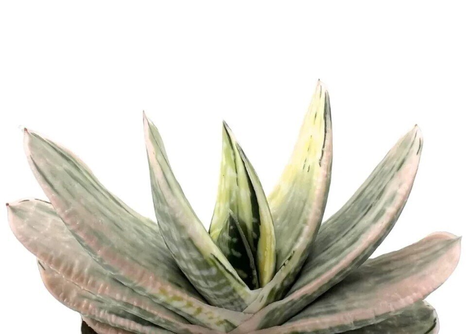 Gasteria 'Sakura Fuji Mini'
