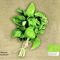 Ocimum basilicum 'Genovesa' (manjericão-genovês de folha grande) Sementes biológicas