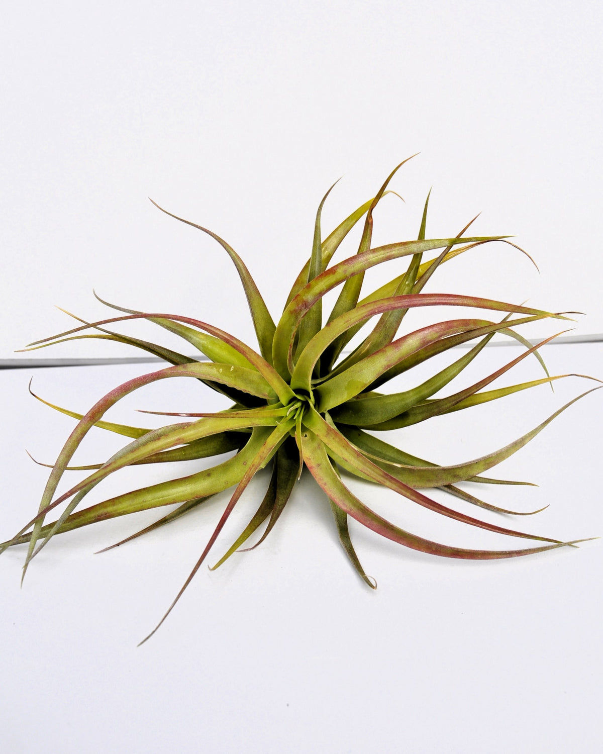 Tillandsia brachycaulos var. brachycaulos [médio]