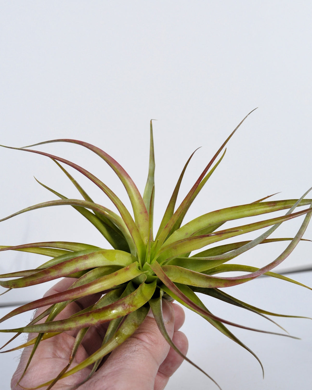Tillandsia brachycaulos var. brachycaulos [médio]