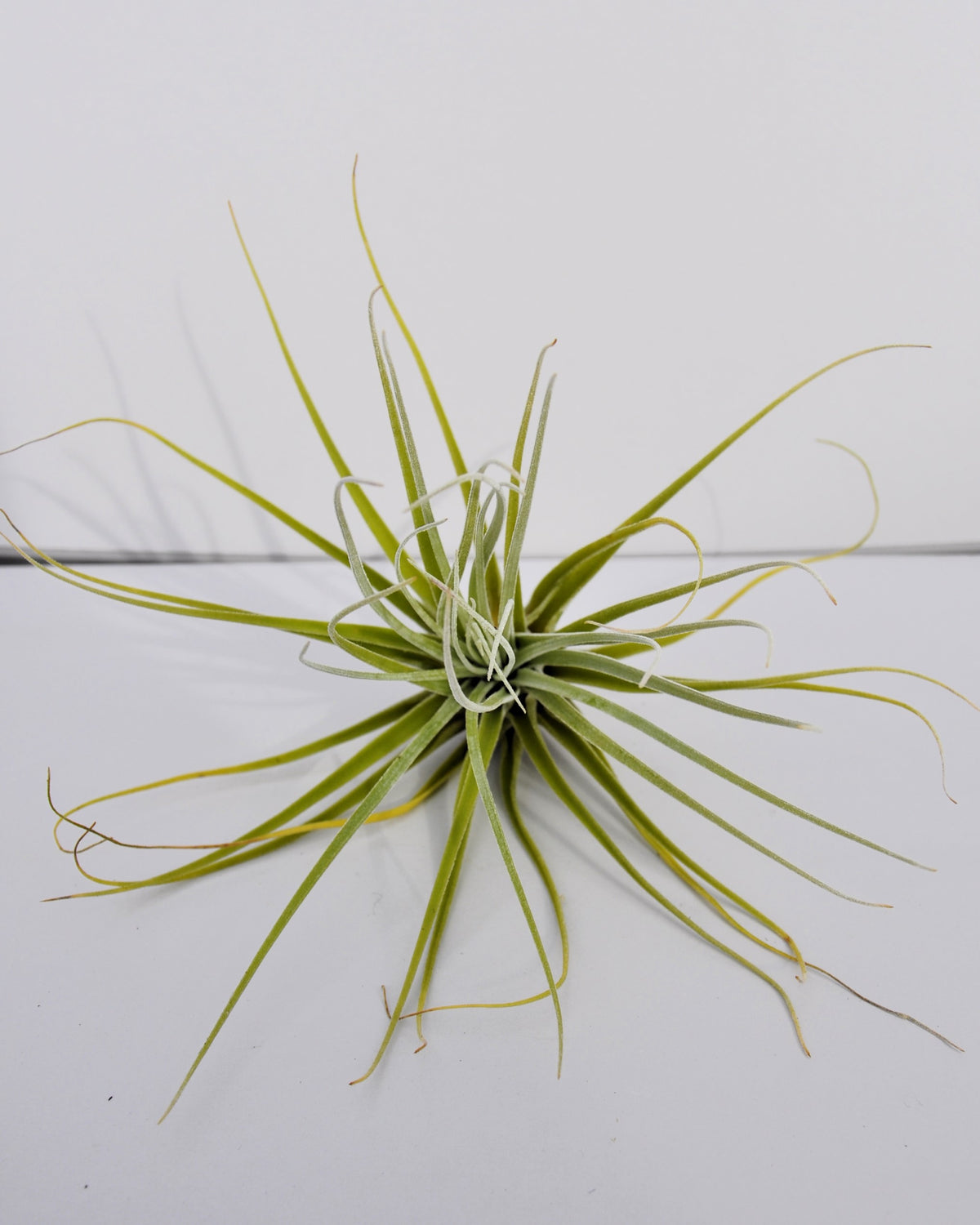 Tillandsia velickiana (sin. feldhoffii)