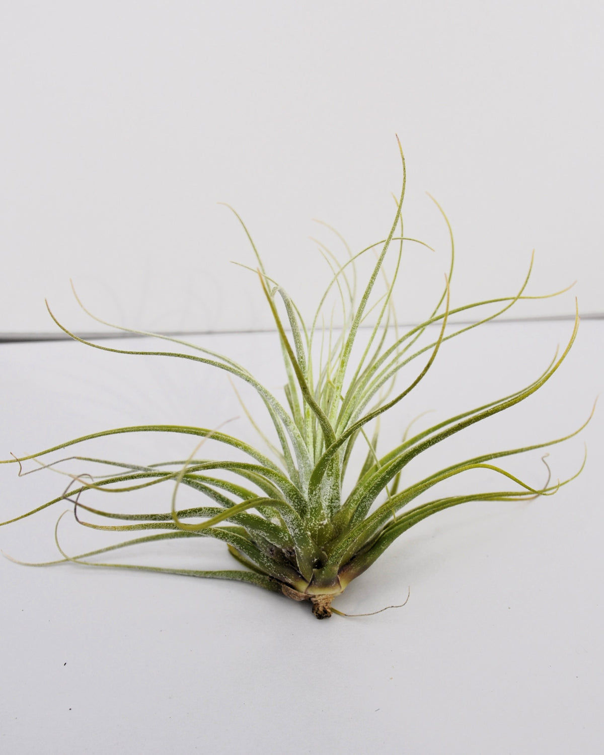 Tillandsia velickiana (sin. feldhoffii)