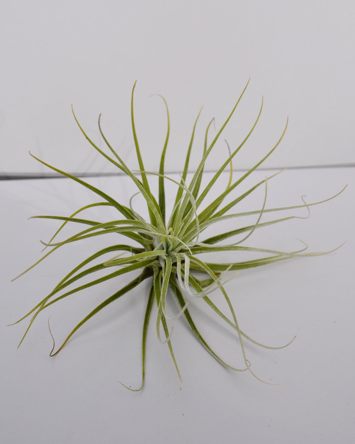 Tillandsia velickiana (sin. feldhoffii)