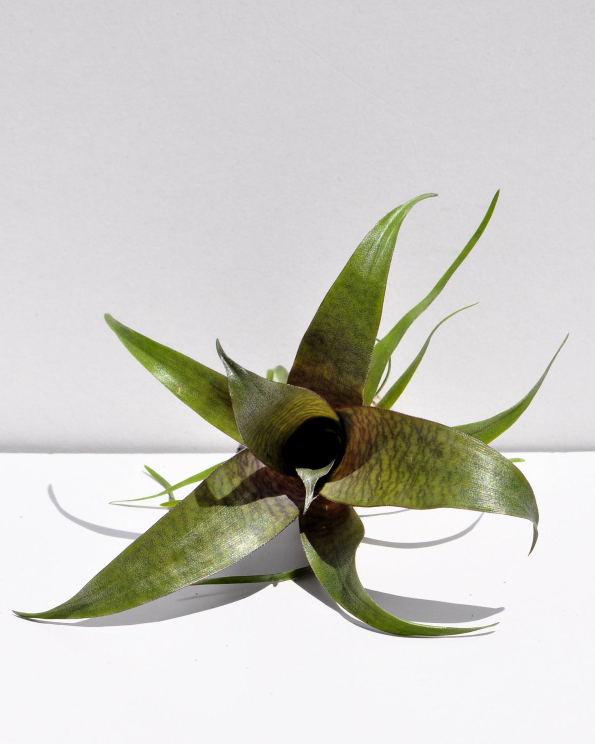 Vriesea 'Tropical Day' [mini]