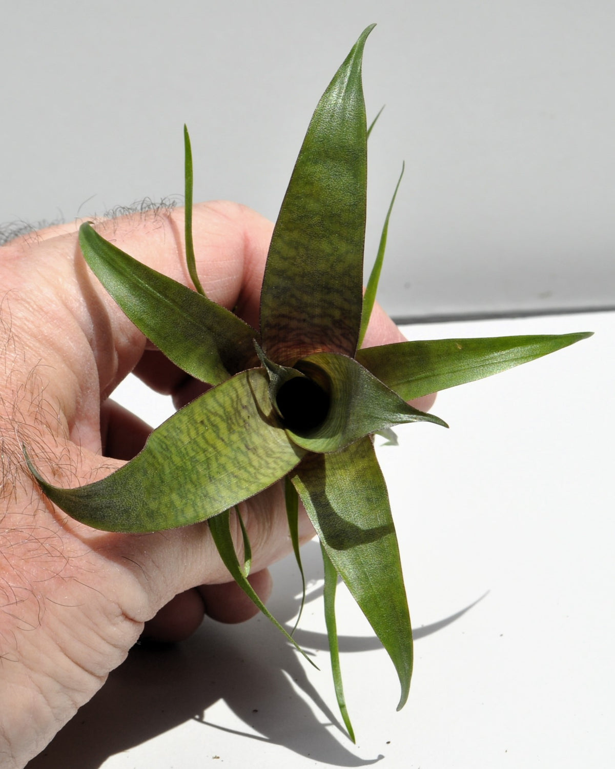 Vriesea 'Tropical Day' [mini]