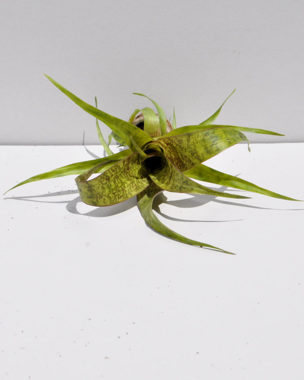 Vriesea 'Red Chestnut' [mini]