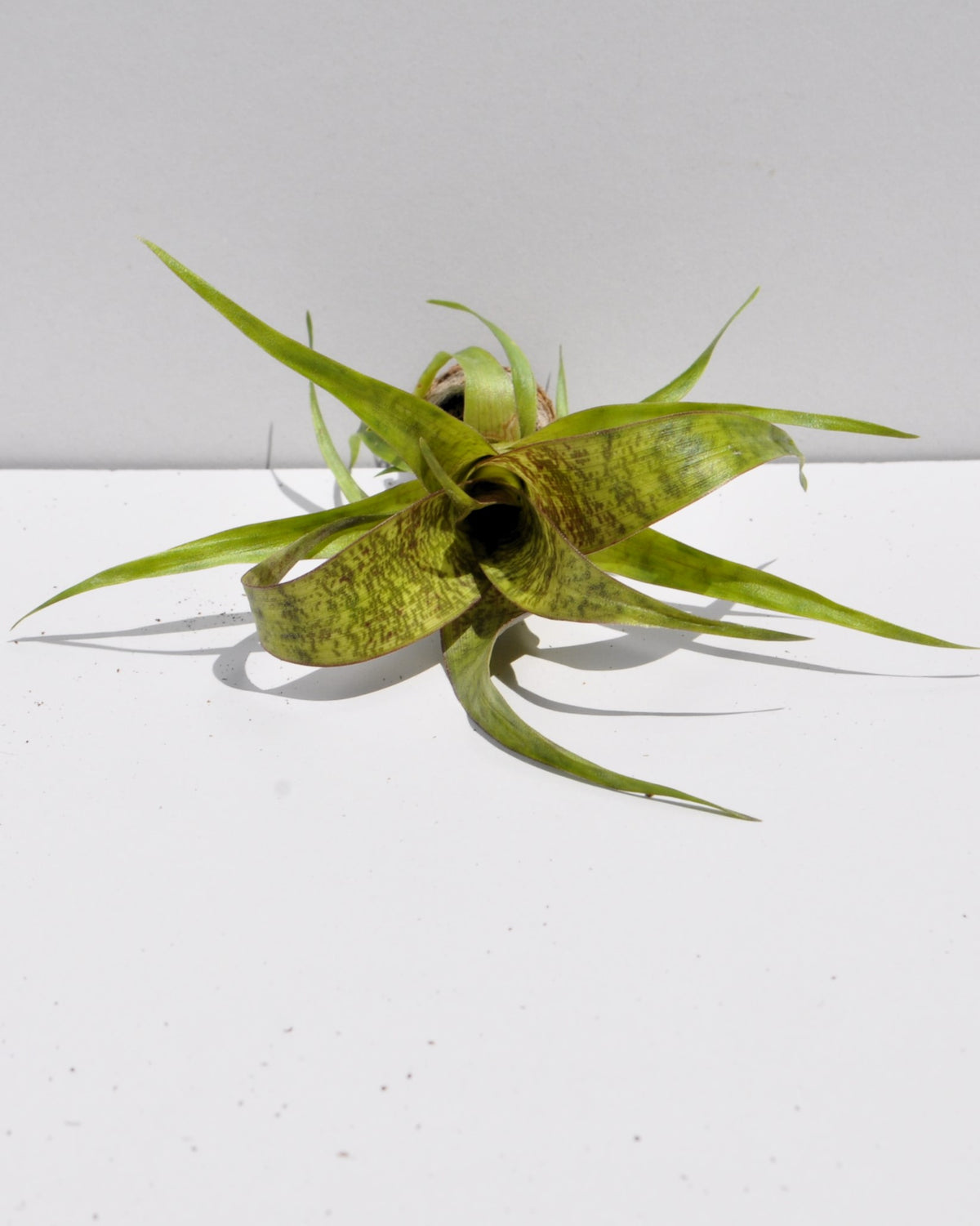 Vriesea 'Red Chestnut' [mini]