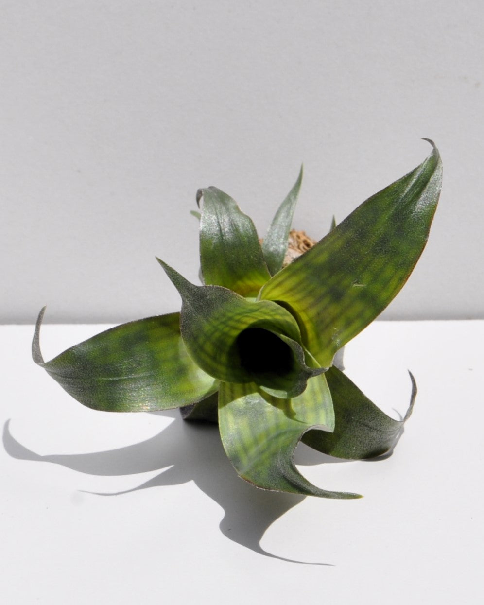 Vriesea gigantea 'Nova' [mini]
