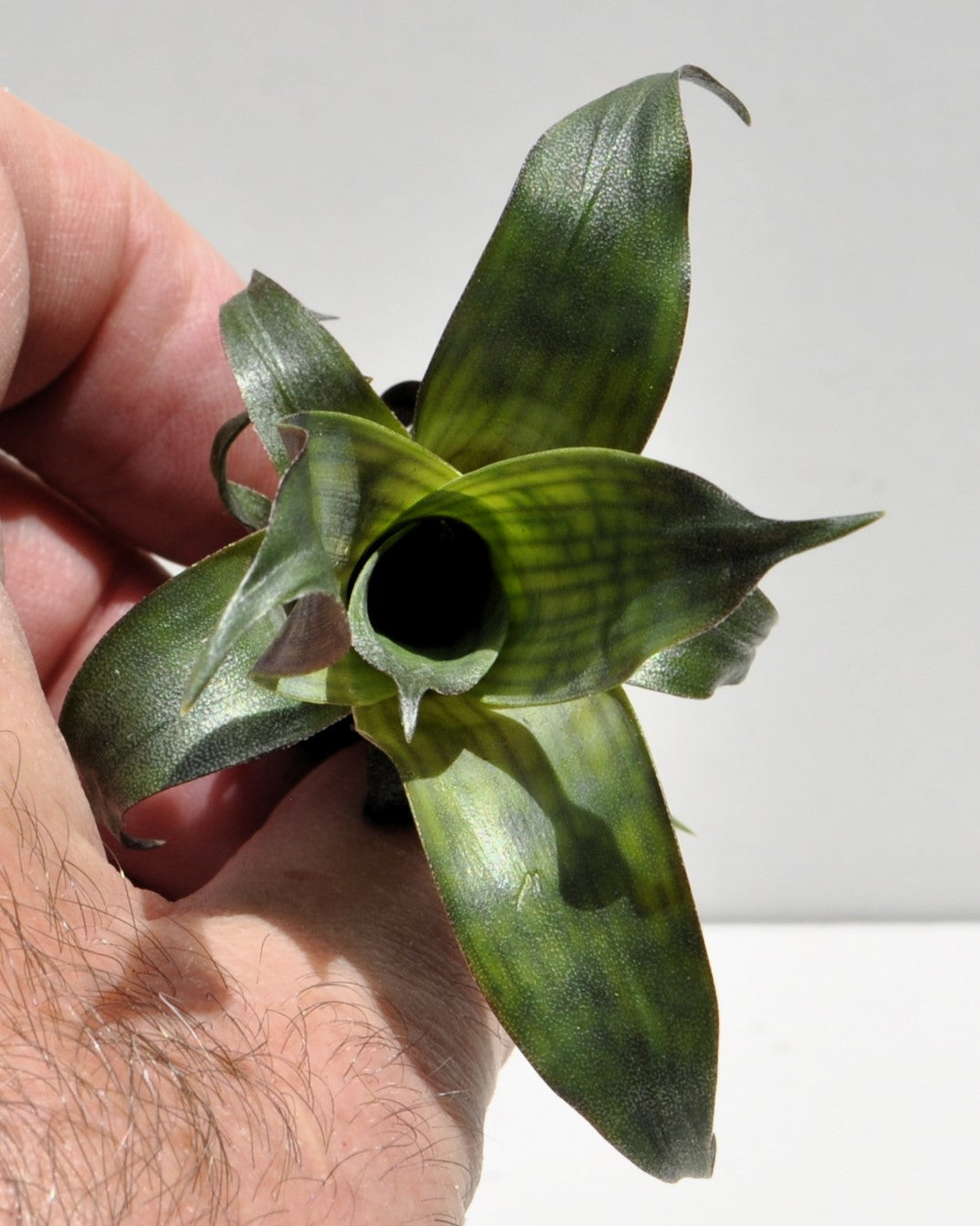 Vriesea gigantea 'Nova' [mini]