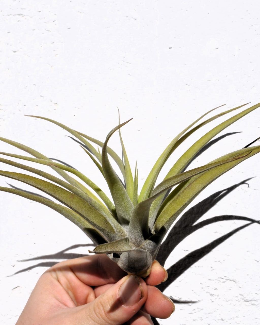Tillandsia capitata 'Peach' (média)