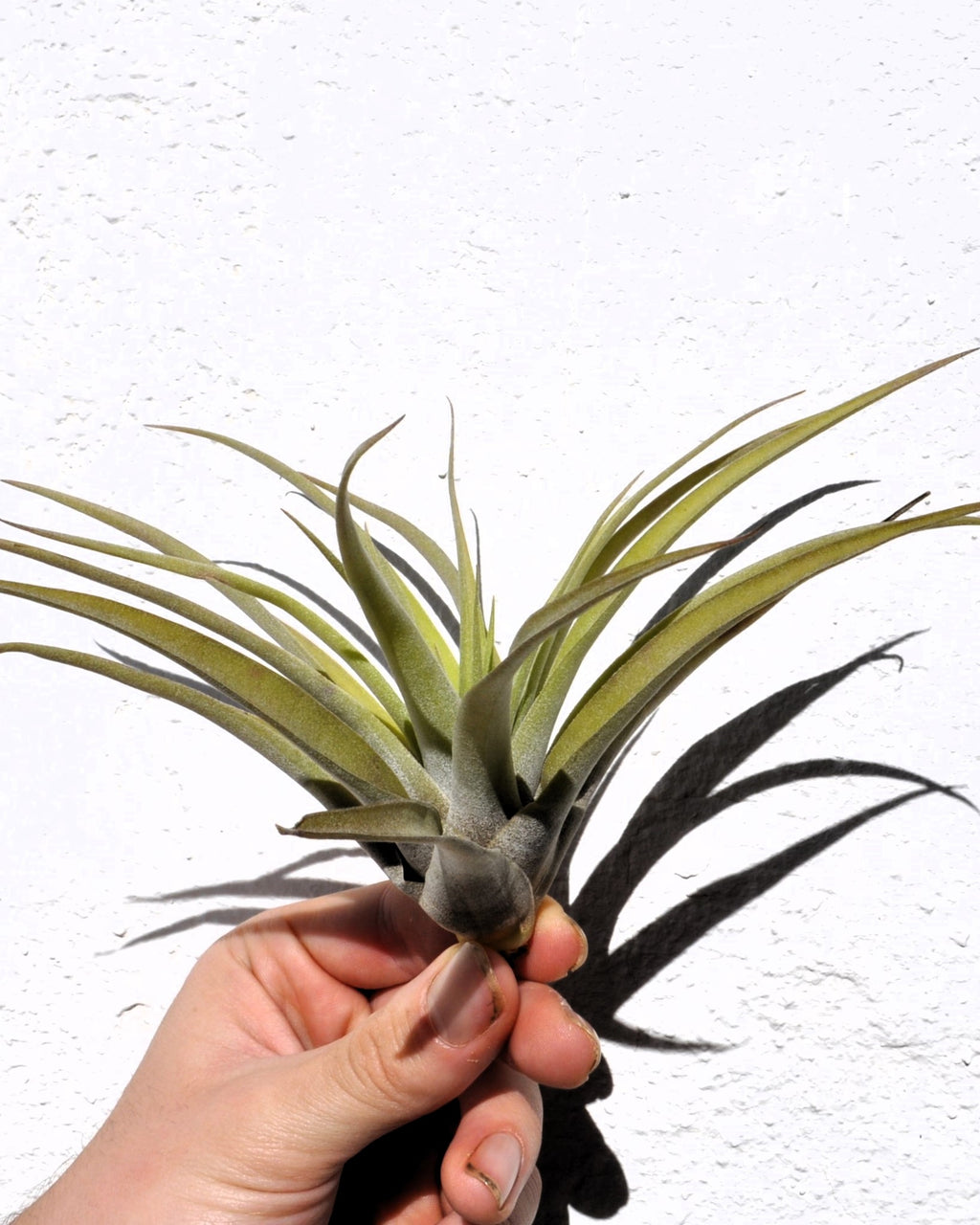 Tillandsia capitata 'Peach' (média)