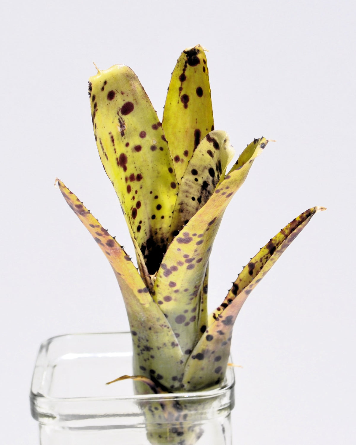 Neoregelia 'Anteia'