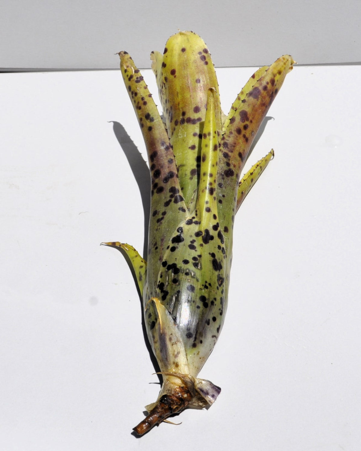 Neoregelia 'Anteia'