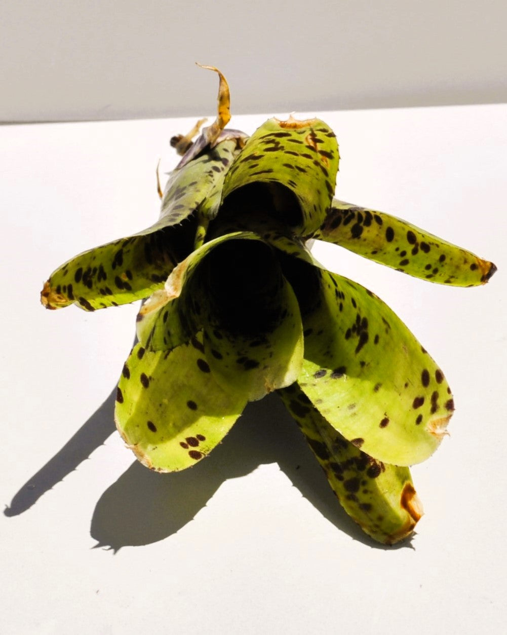 Neoregelia 'Anteia'