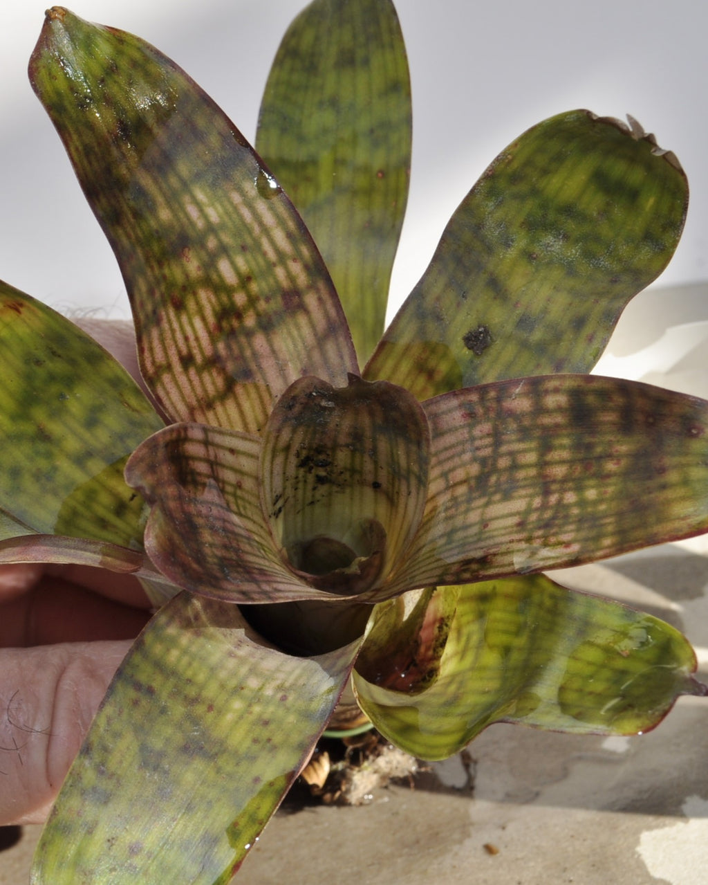 Vriesea gigantea 'Nova' [mini]