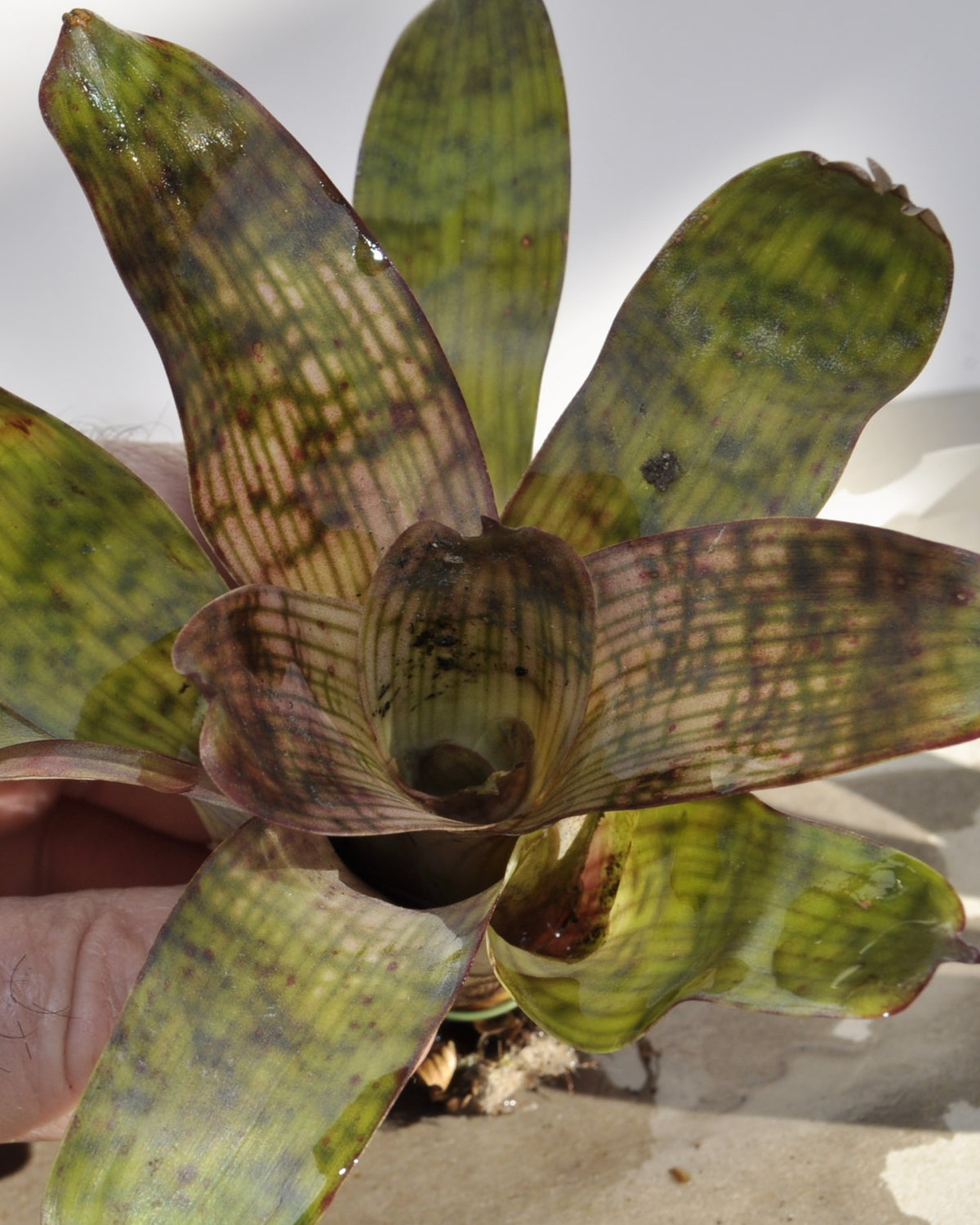 Vriesea gigantea 'Nova' [mini]
