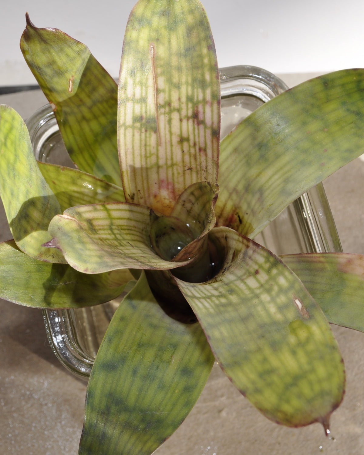 Vriesea gigantea 'Nova' [mini]