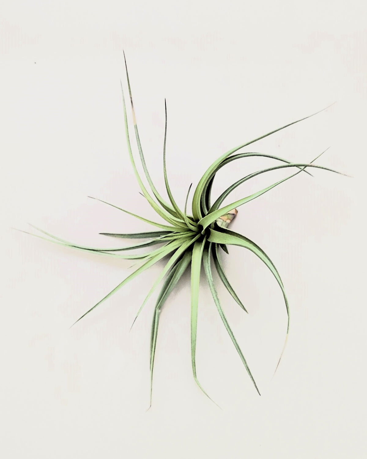 Tillandsia aeranthos 'Joseli'