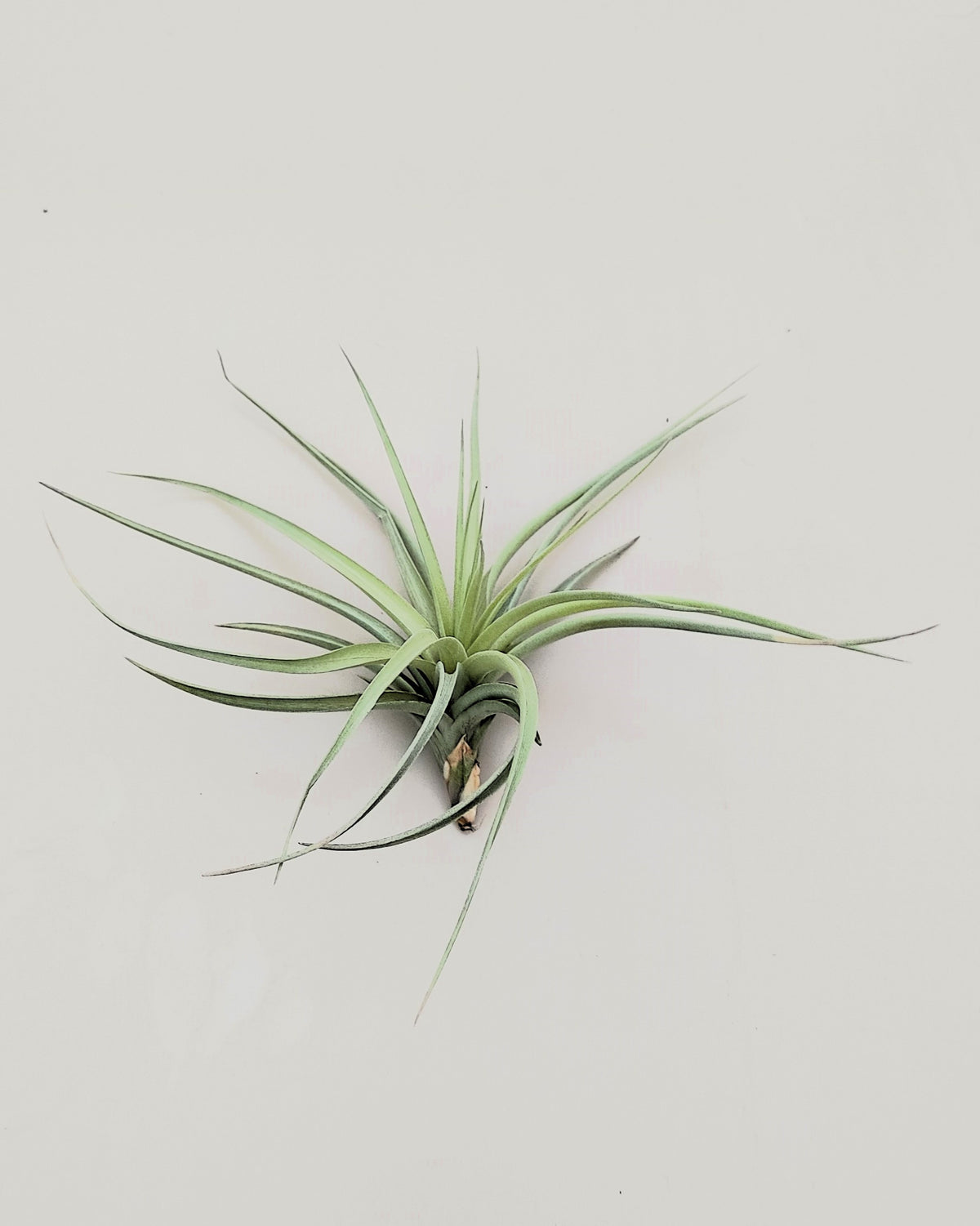 Tillandsia aeranthos 'Joseli'