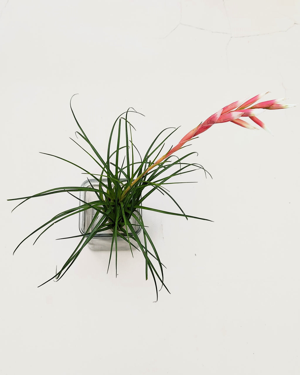 Vriesea correia araujoi