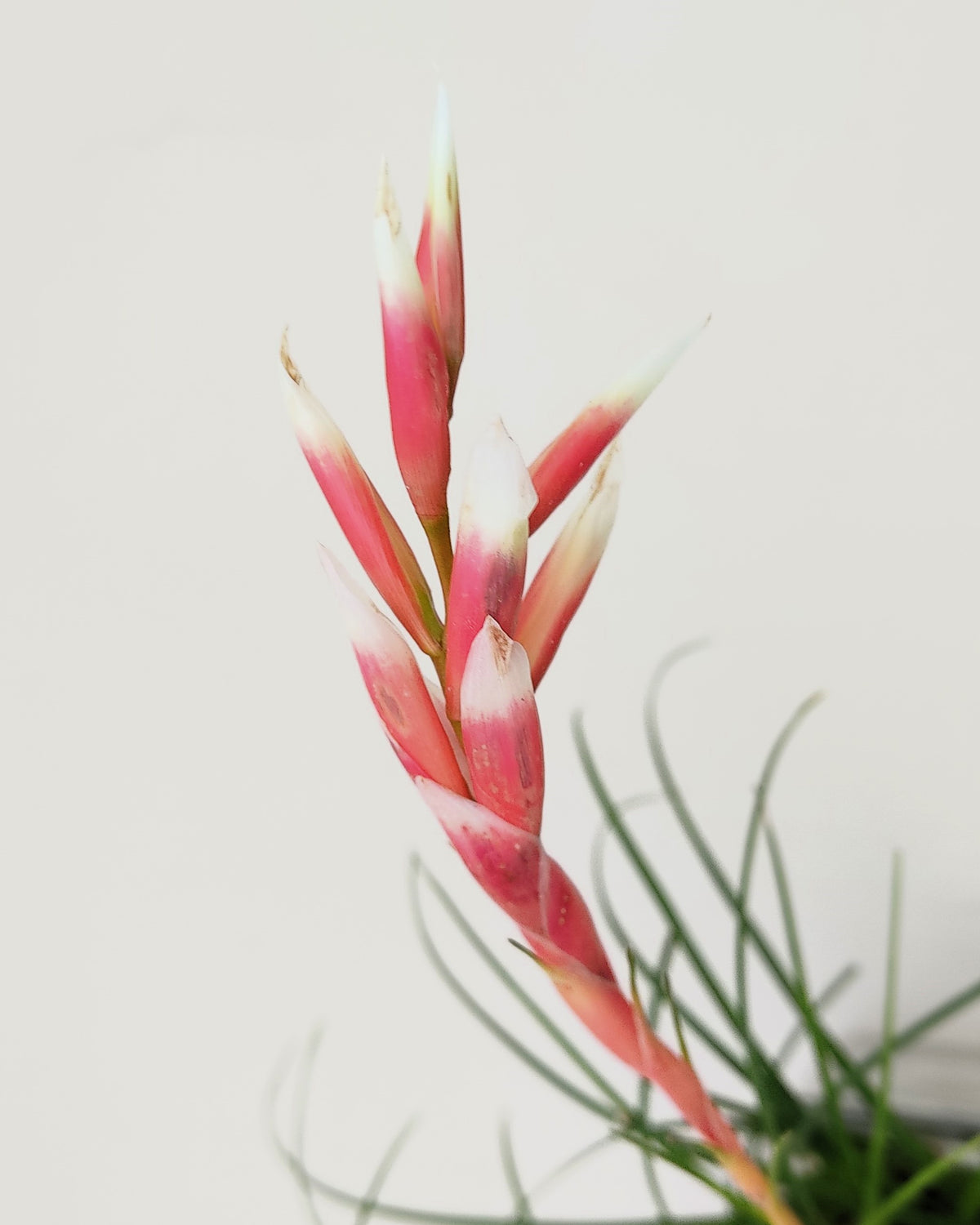Vriesea correia araujoi
