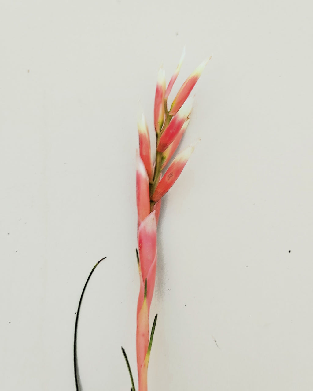 Vriesea correia araujoi