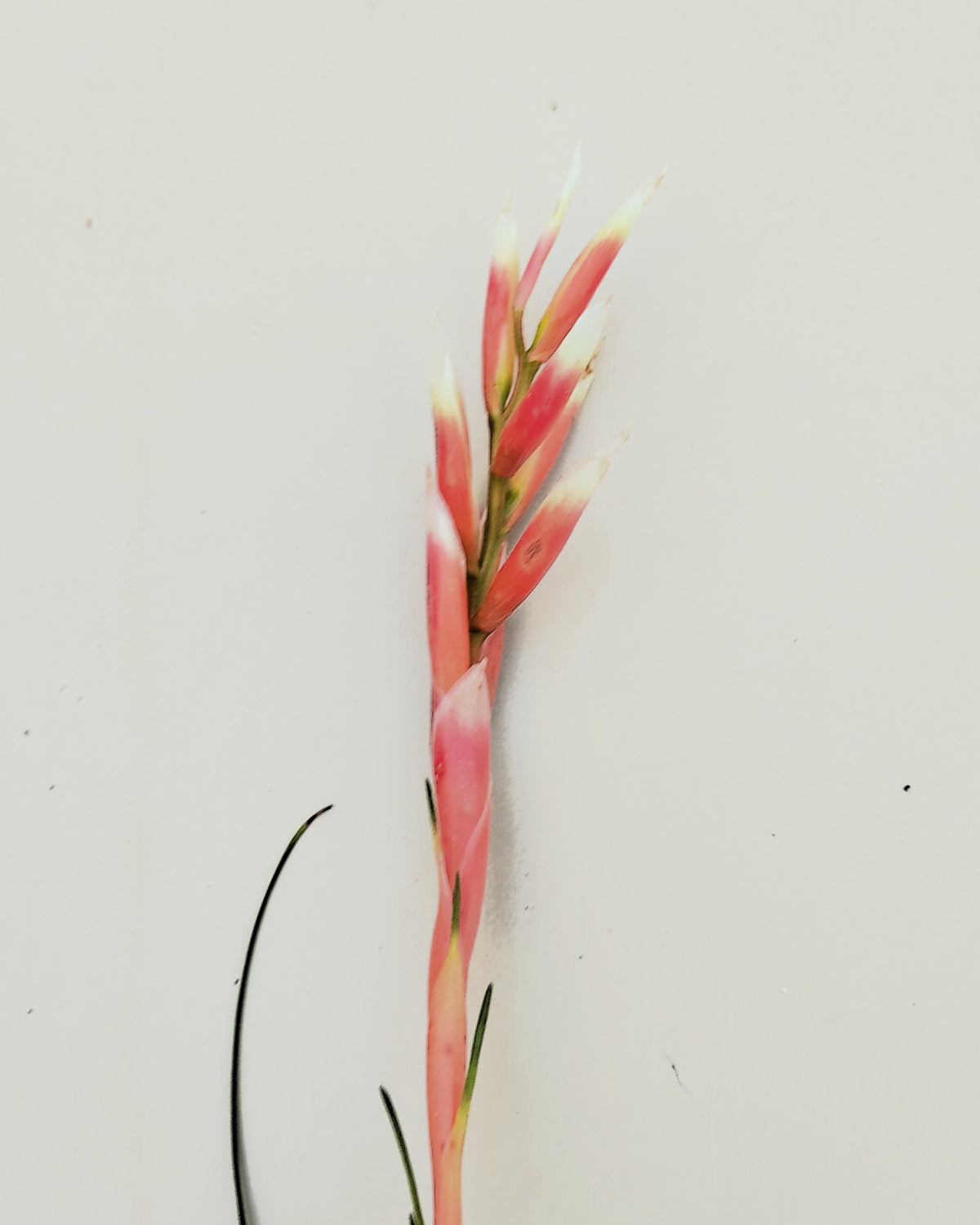 Vriesea correia araujoi