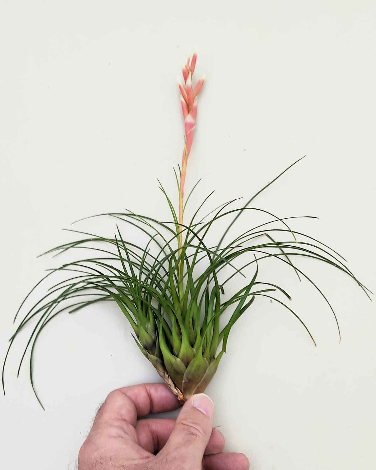 Vriesea correia araujoi