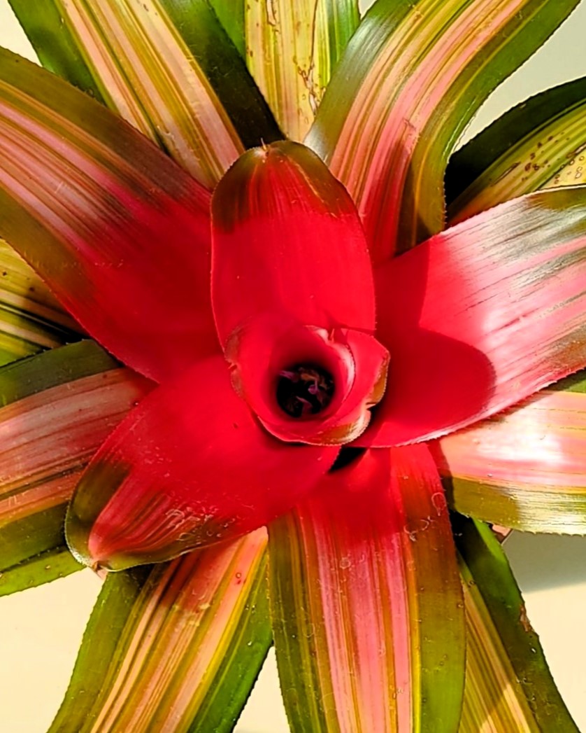 Neoregelia 'Vulcana'