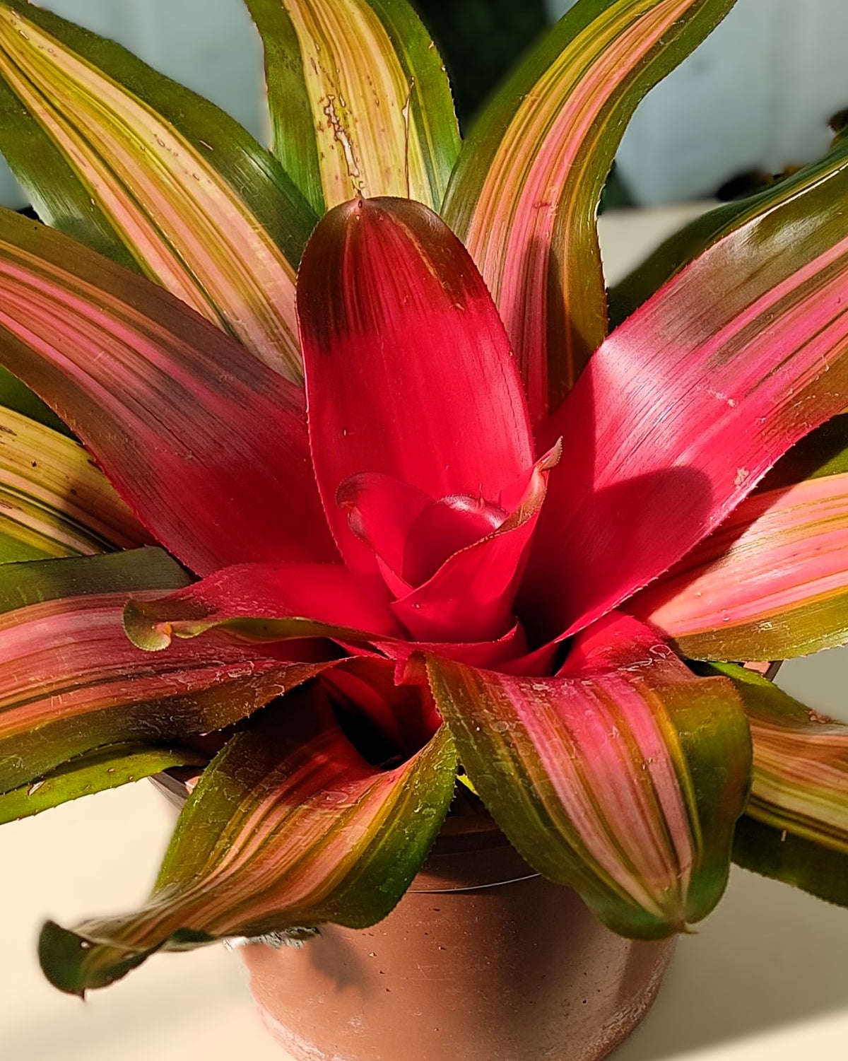 Neoregelia 'Vulcana'